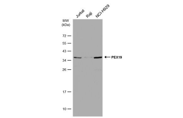 peroxisomal biogenesis factor 19 Antibody