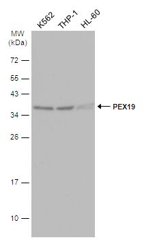 peroxisomal biogenesis factor 19 Antibody