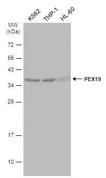 PEX19 antibody