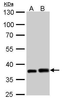 PEX19 antibody