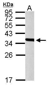 peroxisomal biogenesis factor 19 Antibody