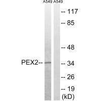 PEX2 antibody