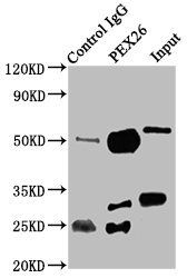 PEX26 Antibody