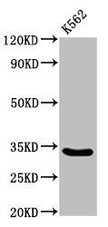 PEX26 Antibody