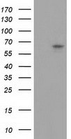 PEX5 Antibody