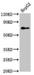 PEX5 Antibody