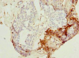 PEX7 Antibody