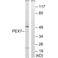 PEX7 antibody