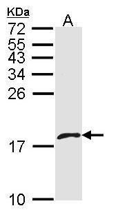 PF4V1 antibody