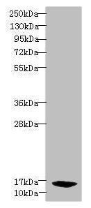 PFDN2 Antibody