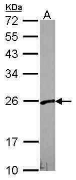 VHL binding protein 1 Antibody