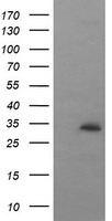 VBP1 Antibody