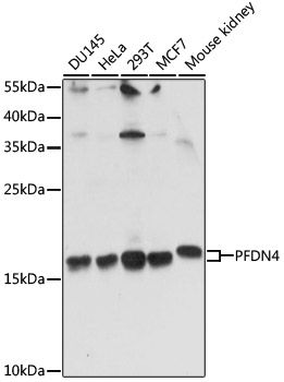 PFDN4 antibody
