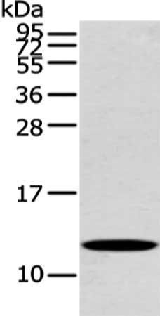 PFDN6 antibody