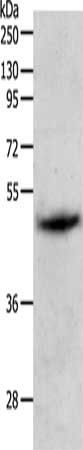 PGA3/PGA4/PGA5 Antibody