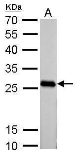 phosphoglycerate mutase 2 Antibody