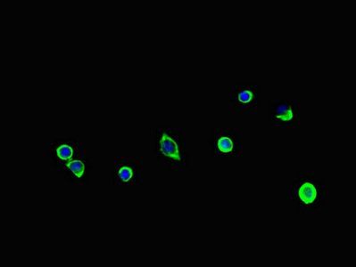 PGAP2 Antibody