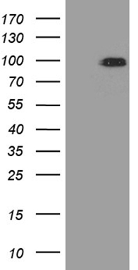 PGBD3 Antibody