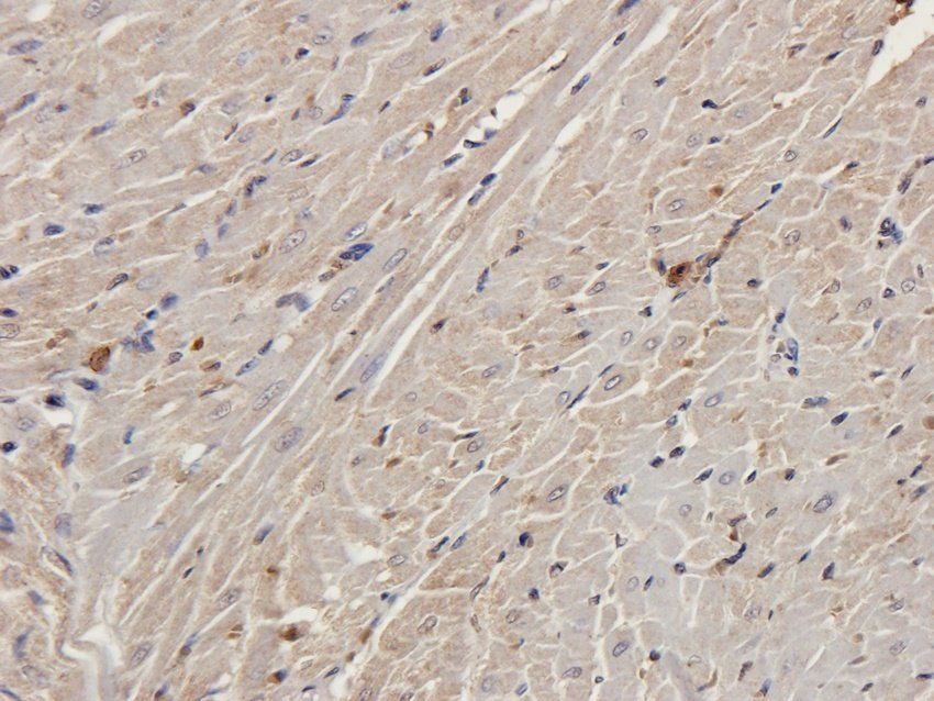 PGBD5 antibody