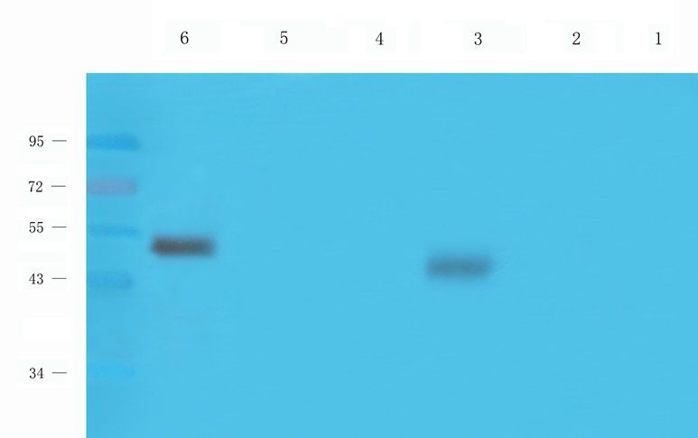 PGBD5 antibody