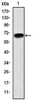 PGC-1alpha Antibody