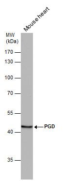 PGD antibody