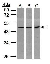 PGD antibody [N1N3]