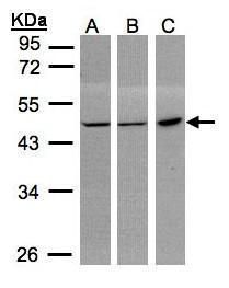 PGD antibody