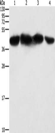 PGK2 antibody