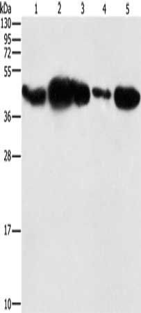 PGK2 antibody