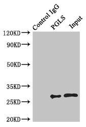 PGLS Antibody
