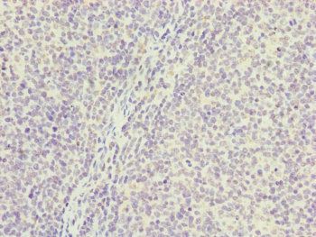 PGLS Antibody