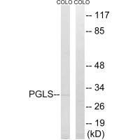 PGLS antibody