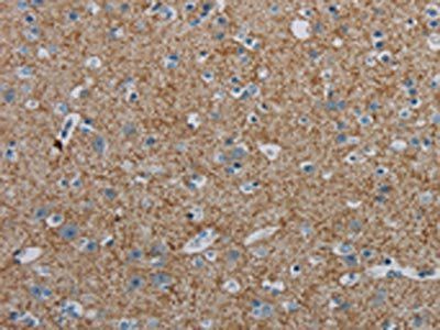 PGLYRP1 Antibody