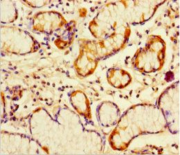 PGLYRP4 Antibody