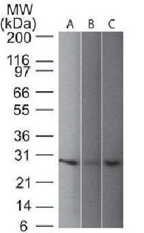 PGP9.5 / UchL1 (pan-Neuronal Marker) Antibody