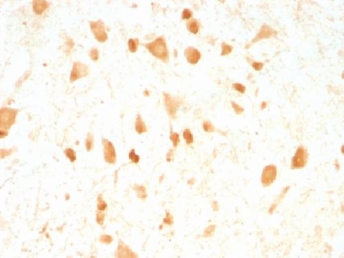 PGP9.5 / UchL1 (pan-Neuronal Marker) Antibody