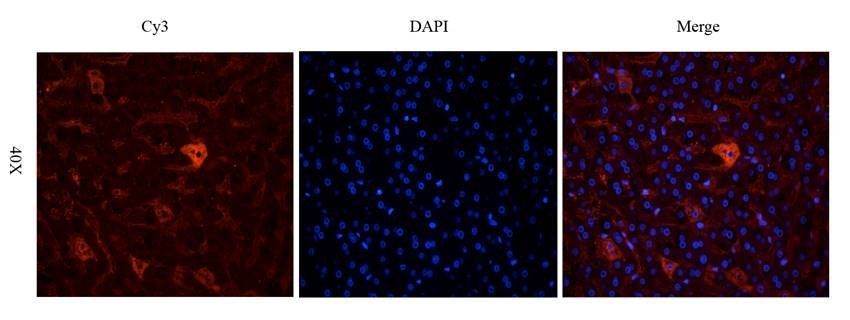 PGP9.5 antibody