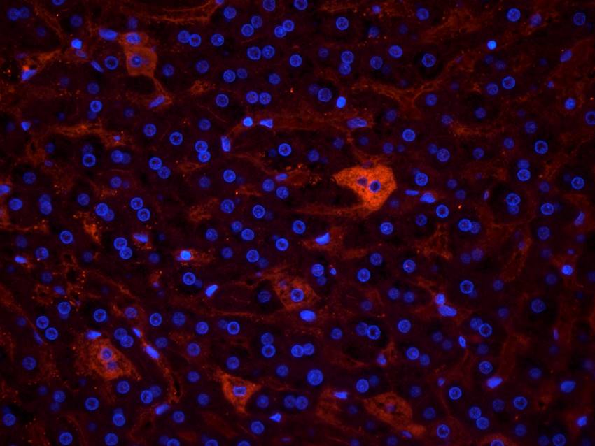 PGP9.5 antibody