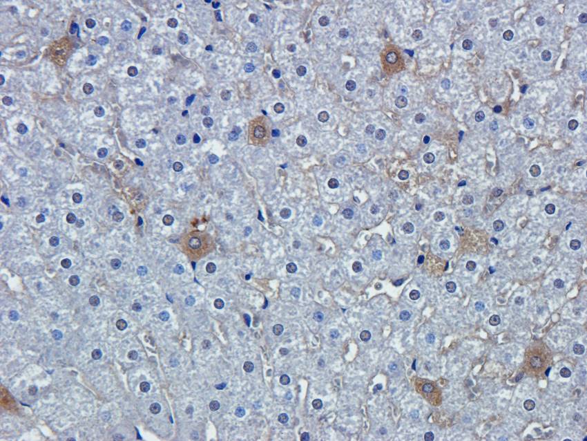 PGP9.5 antibody