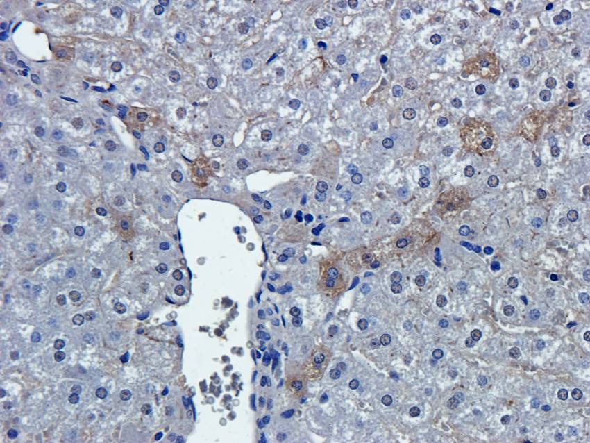 PGP9.5 antibody