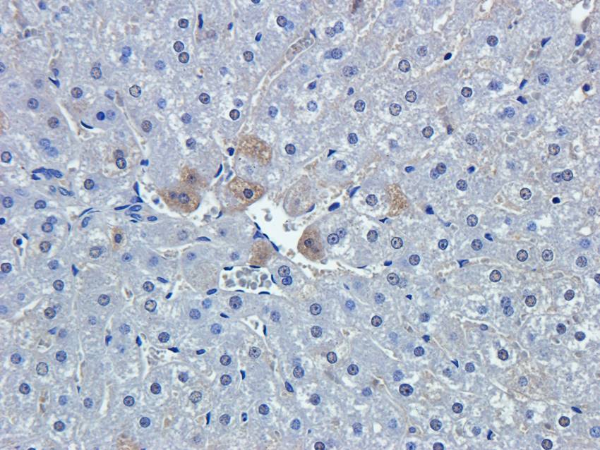 PGP9.5 antibody