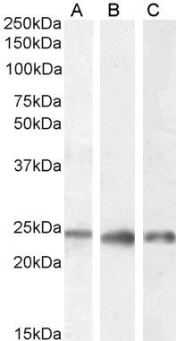 Goat anti-PGRMC1 / MPR Antibody