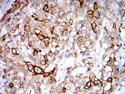 PGRMC1 Antibody