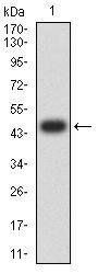 PGRMC1 Antibody