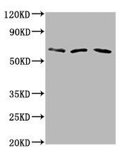PHACTR1 Antibody