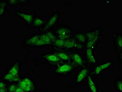 PHAX Antibody