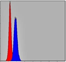 PHB Antibody