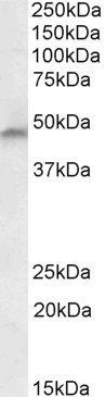 Phenylalanine Hydroxylase Antibody