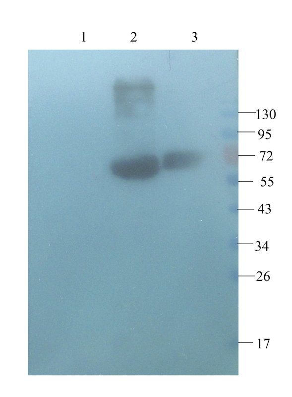 PHEX antibody